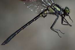 Image of Pygmy Clubtails