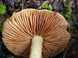 Слика од Cortinarius calaisopus Soop 2013