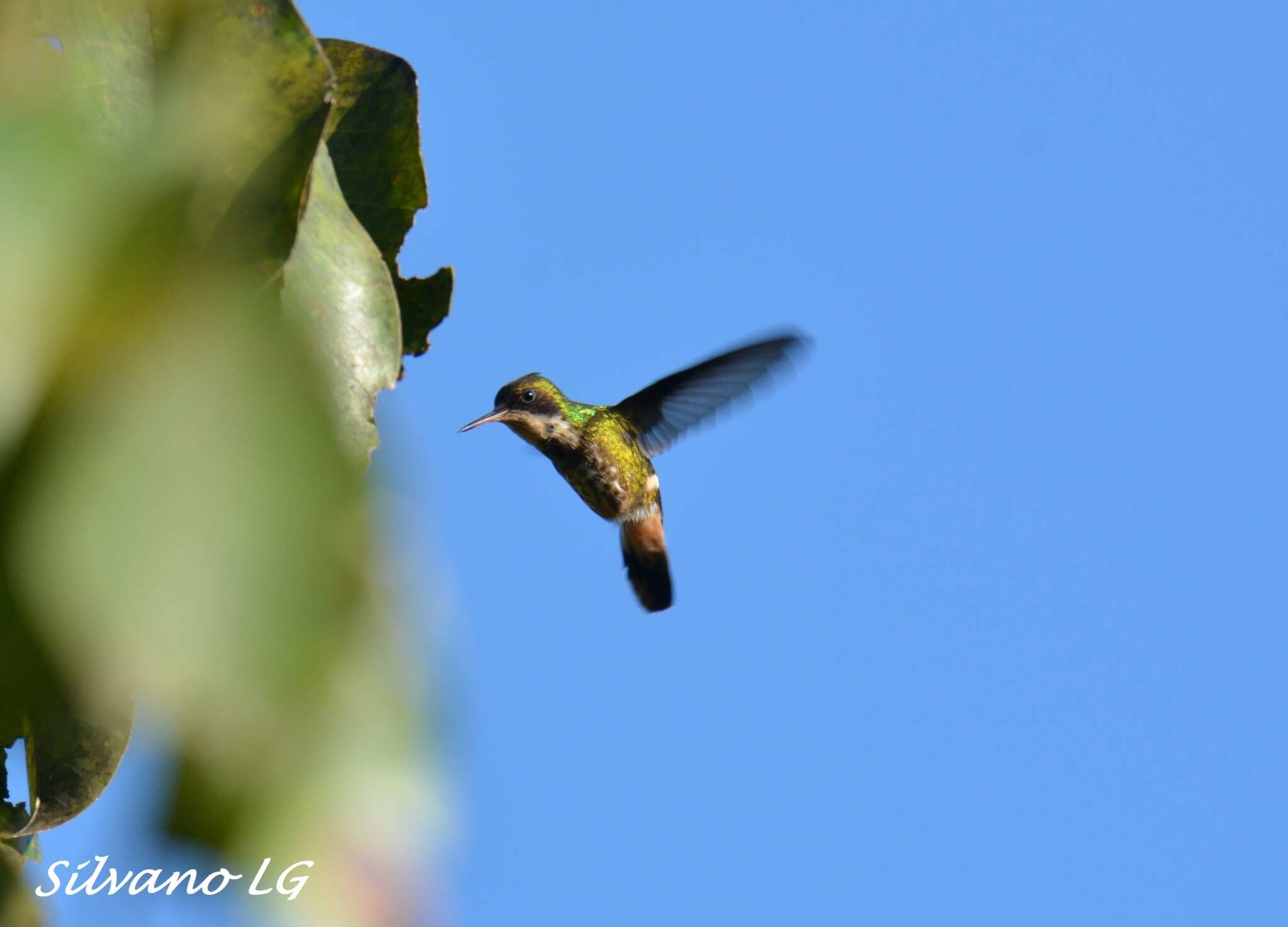 Lophornis helenae (Delattre 1843) resmi