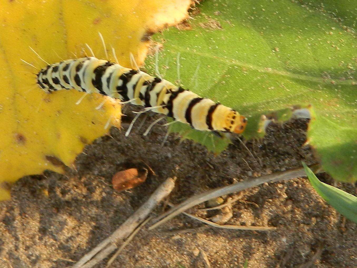 Image of Rhanidophora phedonia Stoll 1782