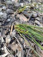 Image of Lomandra micrantha subsp. micrantha