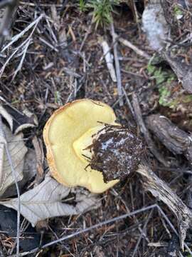 Image of Boletus rawlingsii McNabb 1968