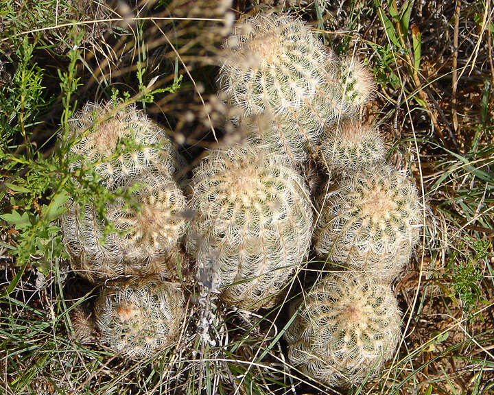 صورة Echinocereus reichenbachii subsp. caespitosus