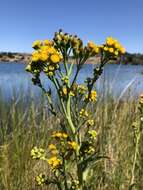 Image of water ragwort