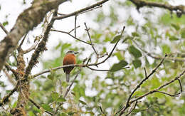 Image of Hapaloptila Sclater & PL 1881