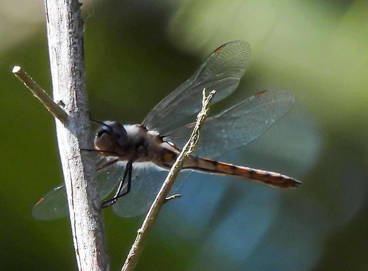 Image of Florida Baskettail