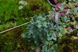 Imagem de Sedum spathulifolium Hook.