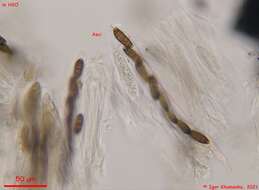 Image of <i>Navicella elegans</i> Fabre