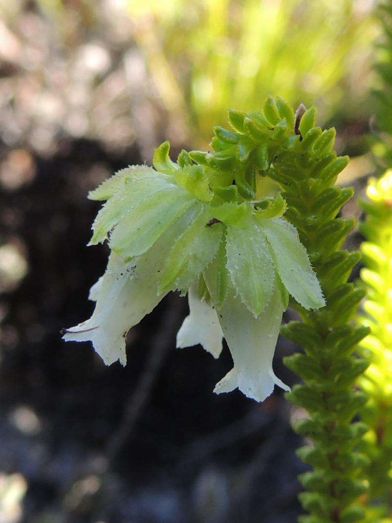 Image of Erica fairii Bolus