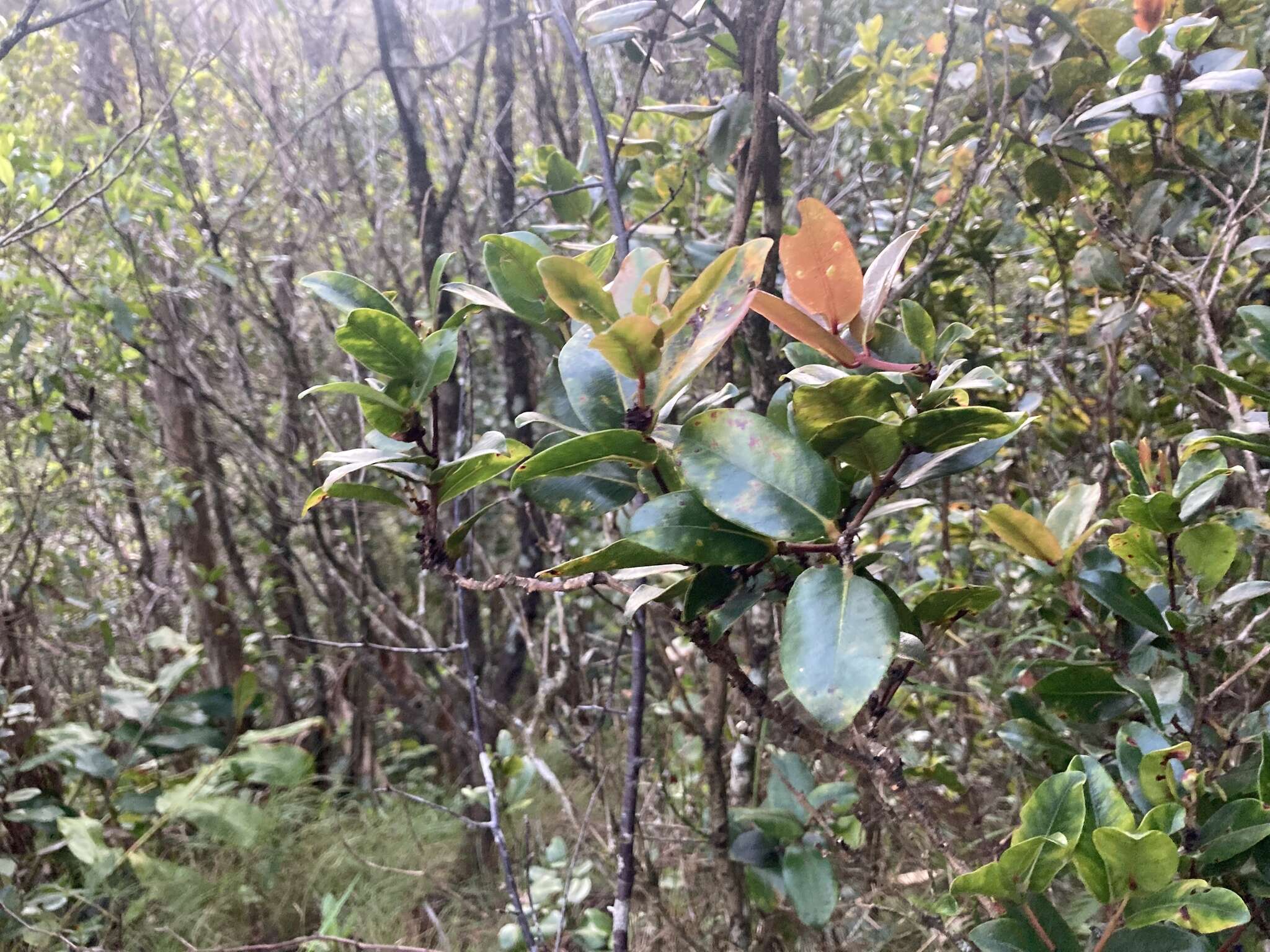 Imagem de Metrosideros polymorpha var. lutea H. Mann