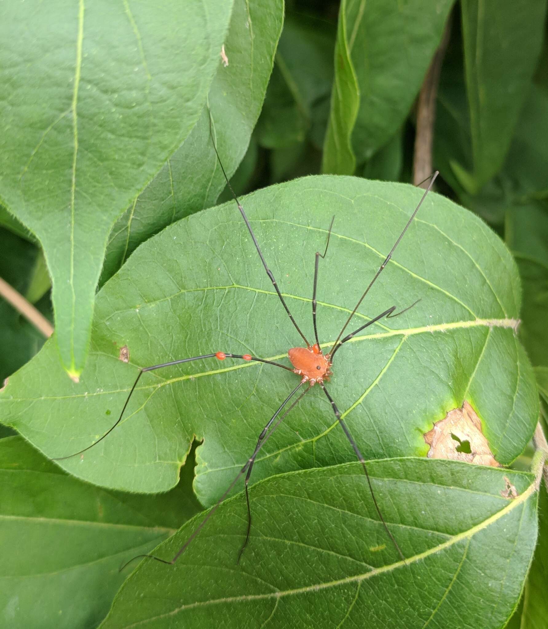 Image of Leiobunum euserratipalpe Ingianni, McGhee & Shultz 2011