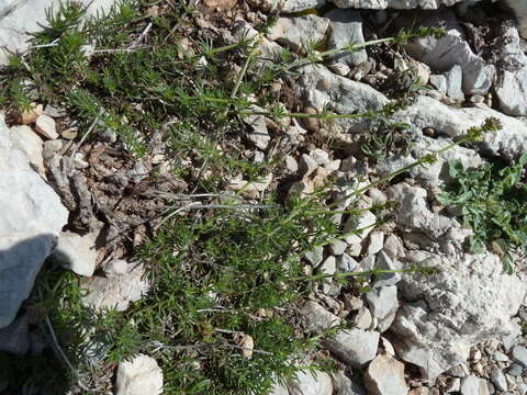 Plancia ëd Galium lucidum subsp. corrudifolium (Vill.) Bonnier