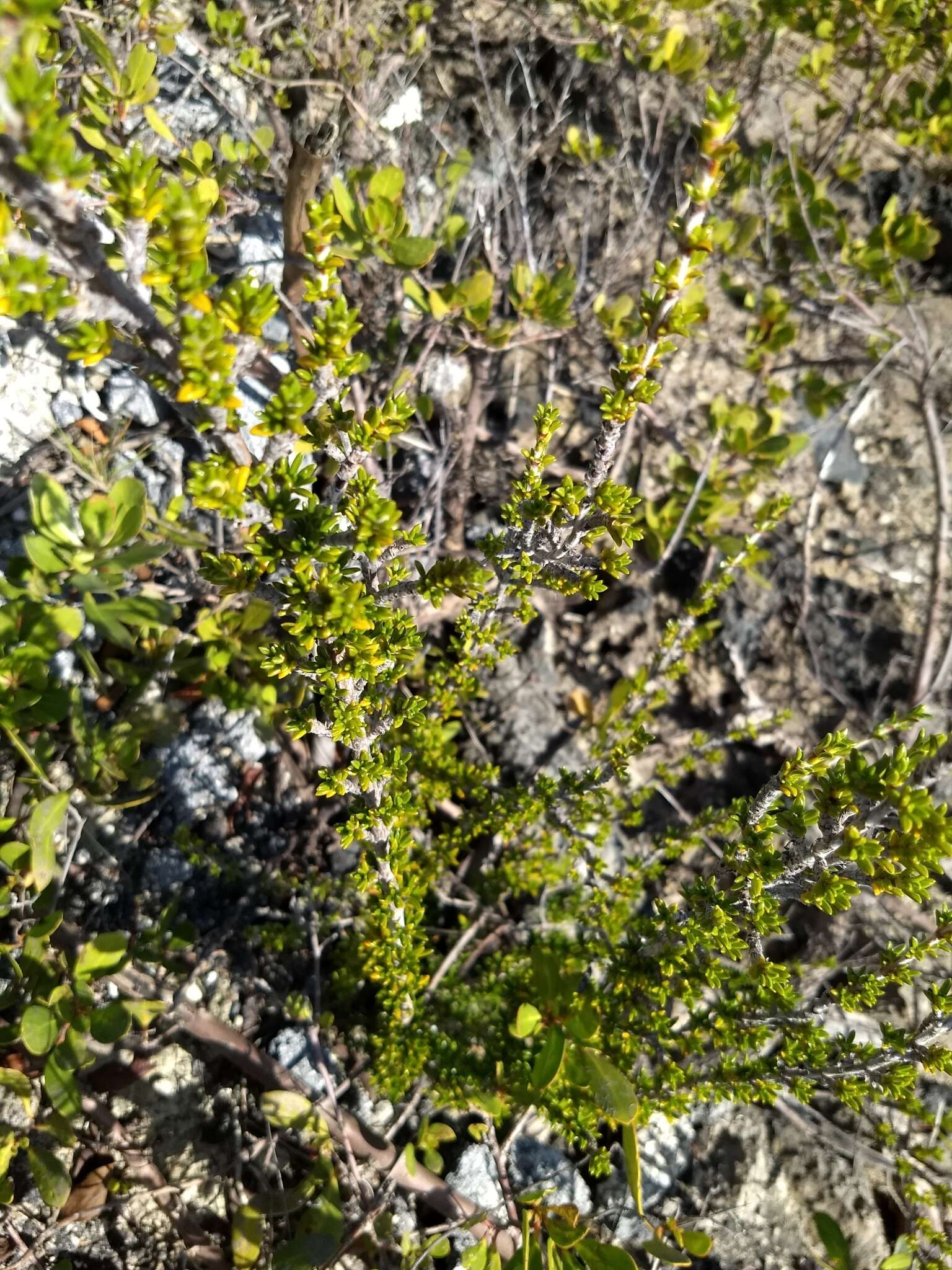 Image of saltwater bush