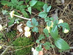 Слика од Entoloma murrayi (Berk. & M. A. Curtis) Sacc. 1899