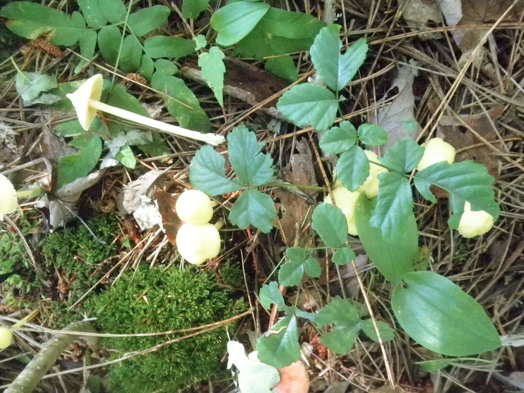 Слика од Entoloma murrayi (Berk. & M. A. Curtis) Sacc. 1899