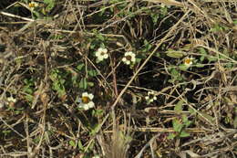 Image of Zinnia angustifolia var. littoralis (B. L. Rob. & Greenm.) B. L. Turner