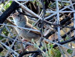 Sivun Cisticola subruficapilla jamesi Lynes 1930 kuva