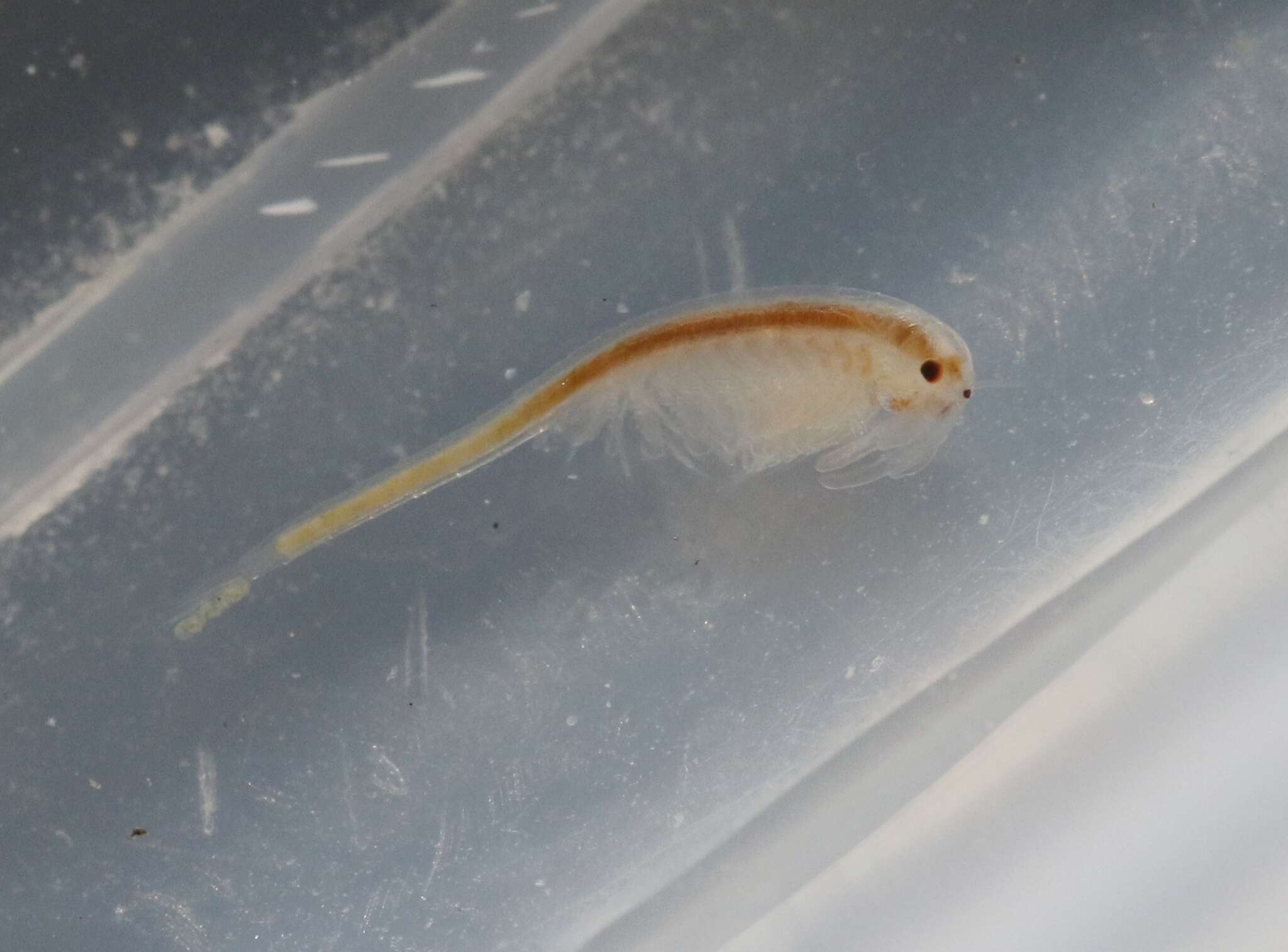 Image of San Diego fairy shrimp