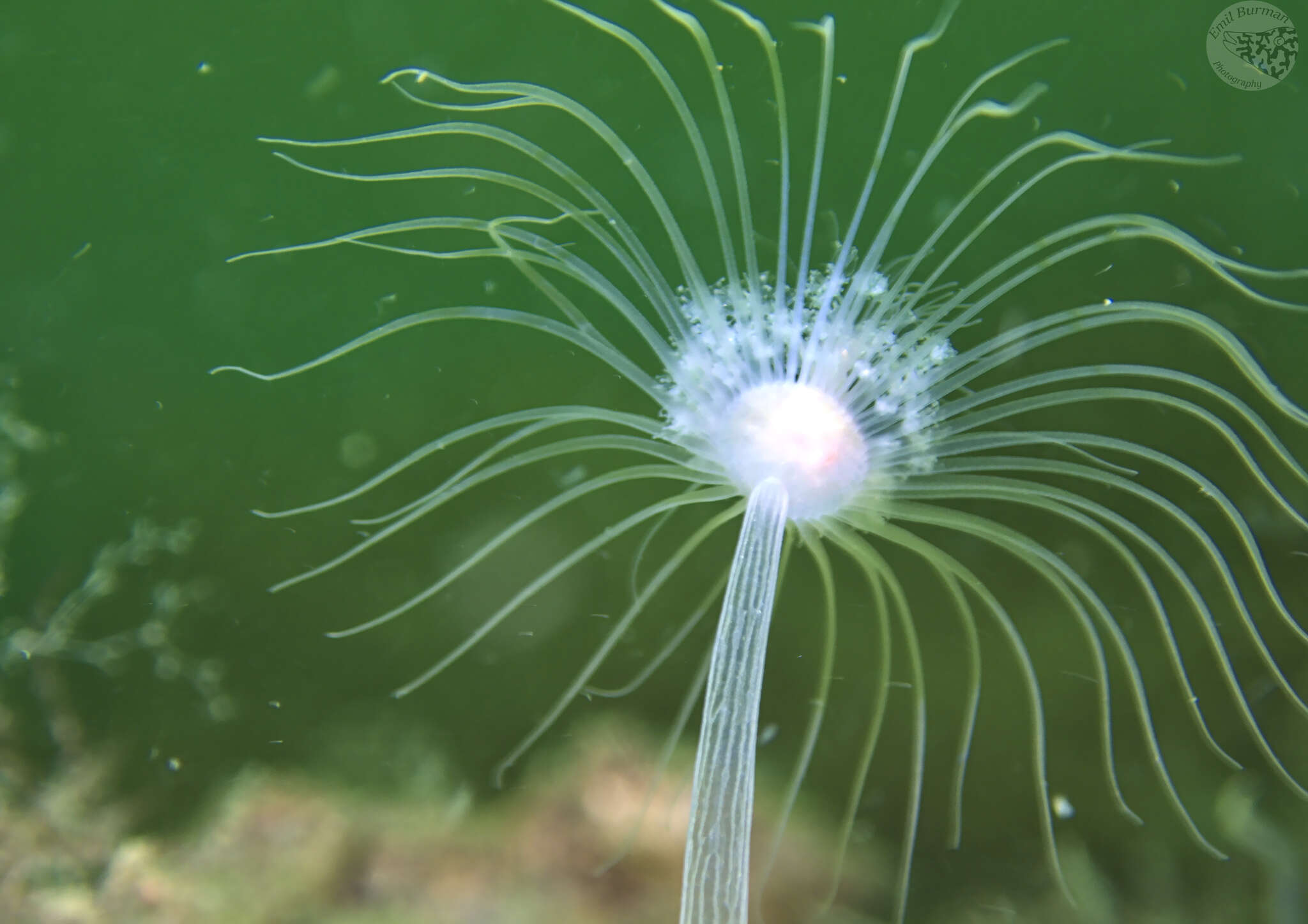 Image of nodding hydroid