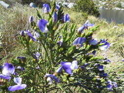 Plancia ëd <i>Psoralea congesta</i>