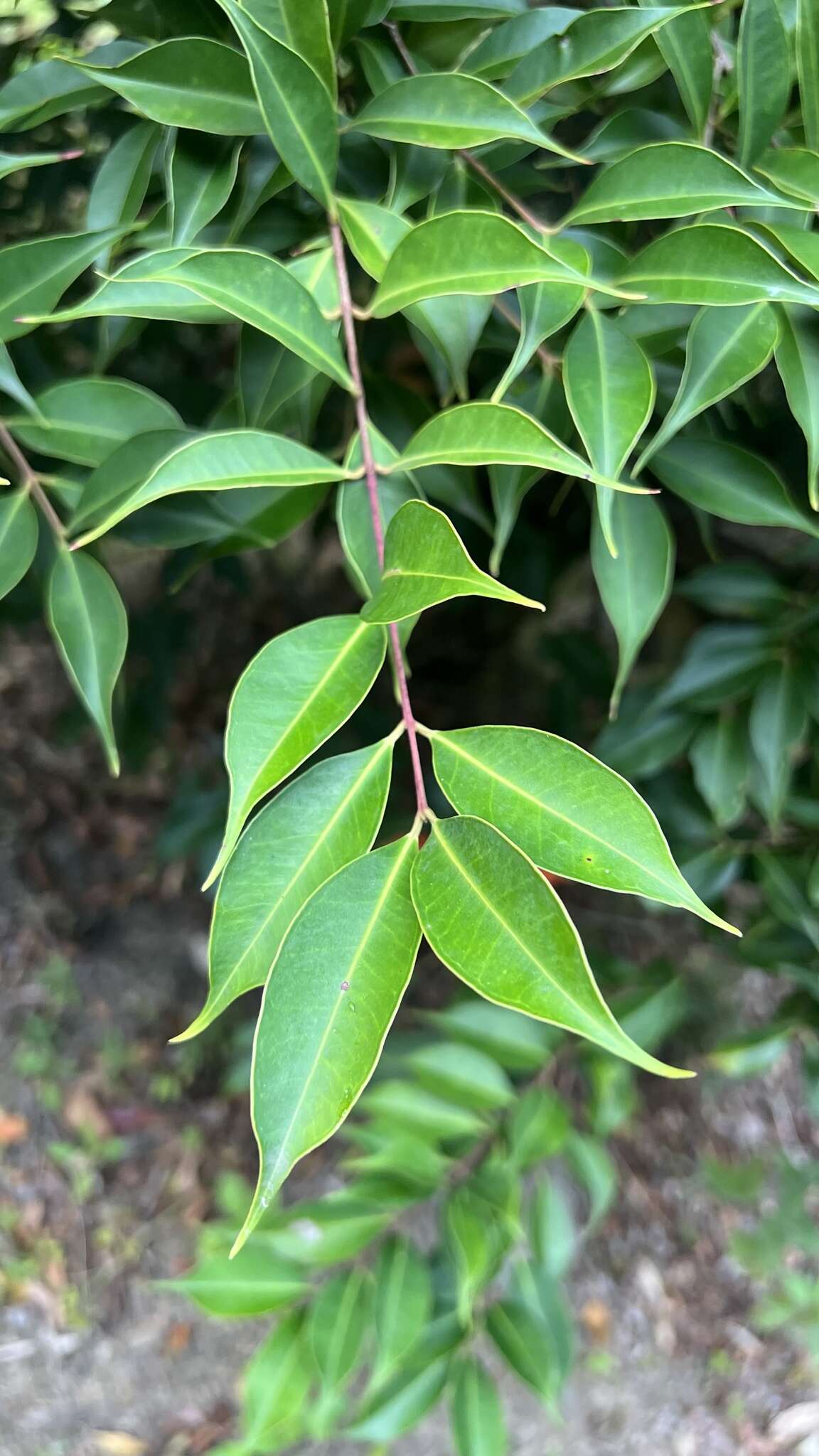 Syzygium acuminatissimum (Bl.) DC. resmi