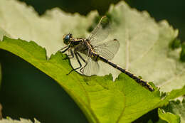 Image of Pronged Clubtail