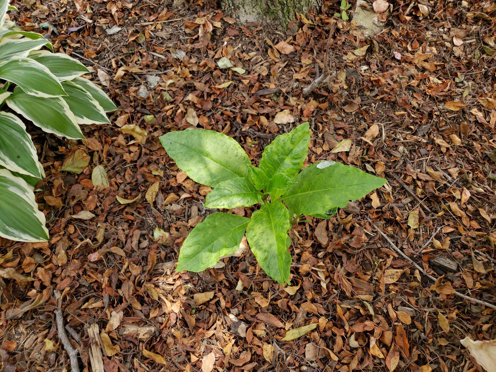 Sivun Pokeweed mosaic virus kuva