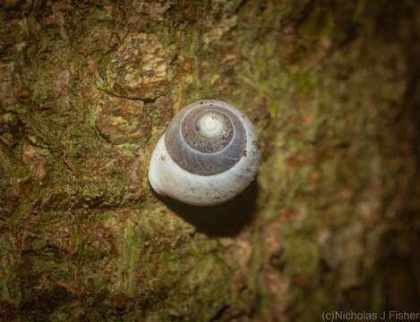 Image of Pleuropoma draytonensis (Pfeiffer 1857)