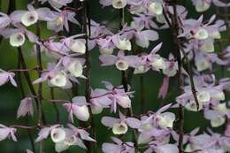 Image of Hooded orchid