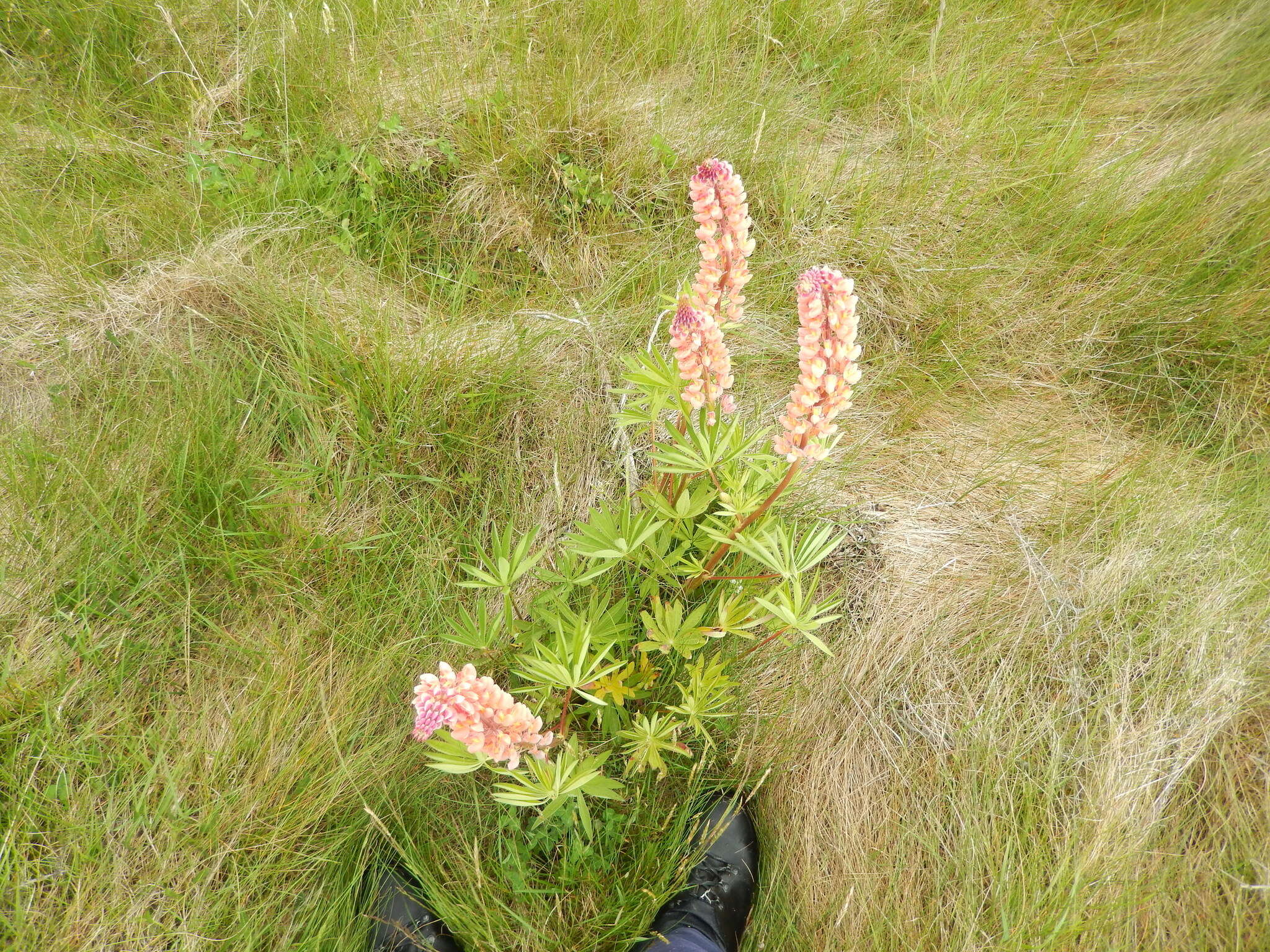 Image of big-leaved lupine