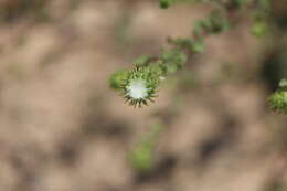 Image of Grindelia subdecurrens DC.