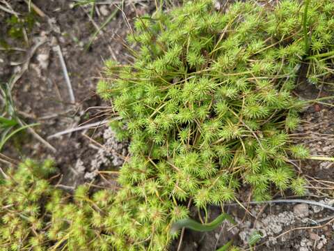 Image of bottlebrush bulrush