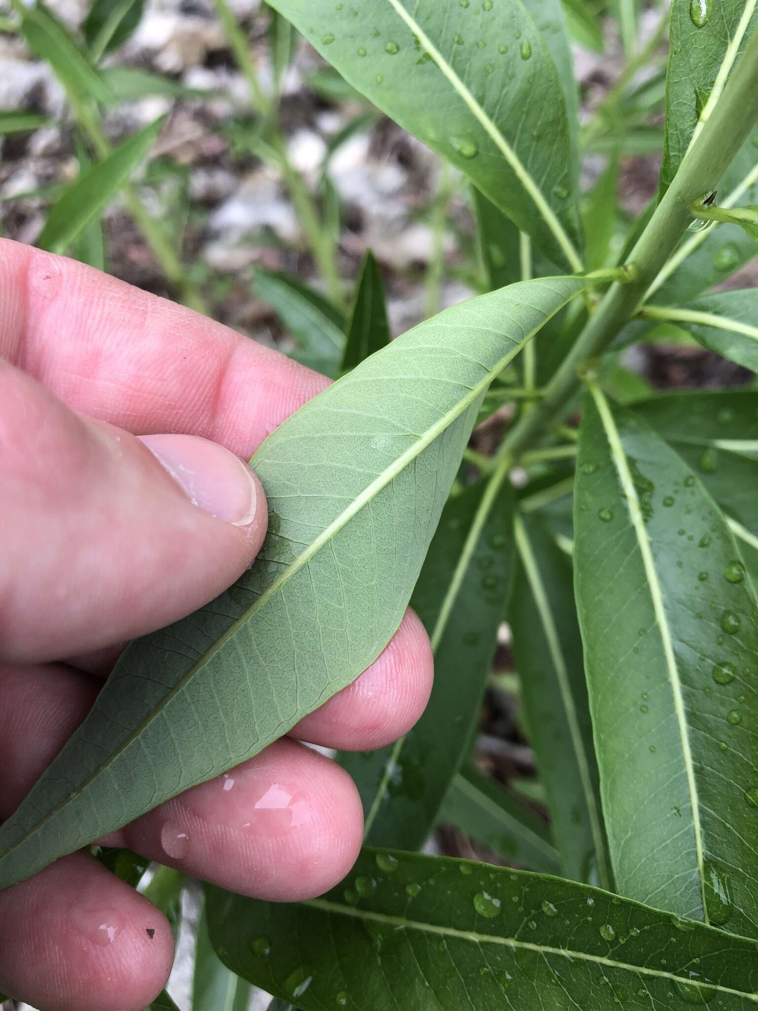 Image of Ozark bluestar