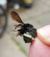 Image of Van Dyke Bumble Bee