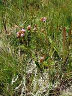 Imagem de Argyrella phaeotricha (Hochst.) Naud.