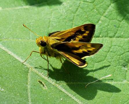 Image of Polites vibex catilina Plötz 1886