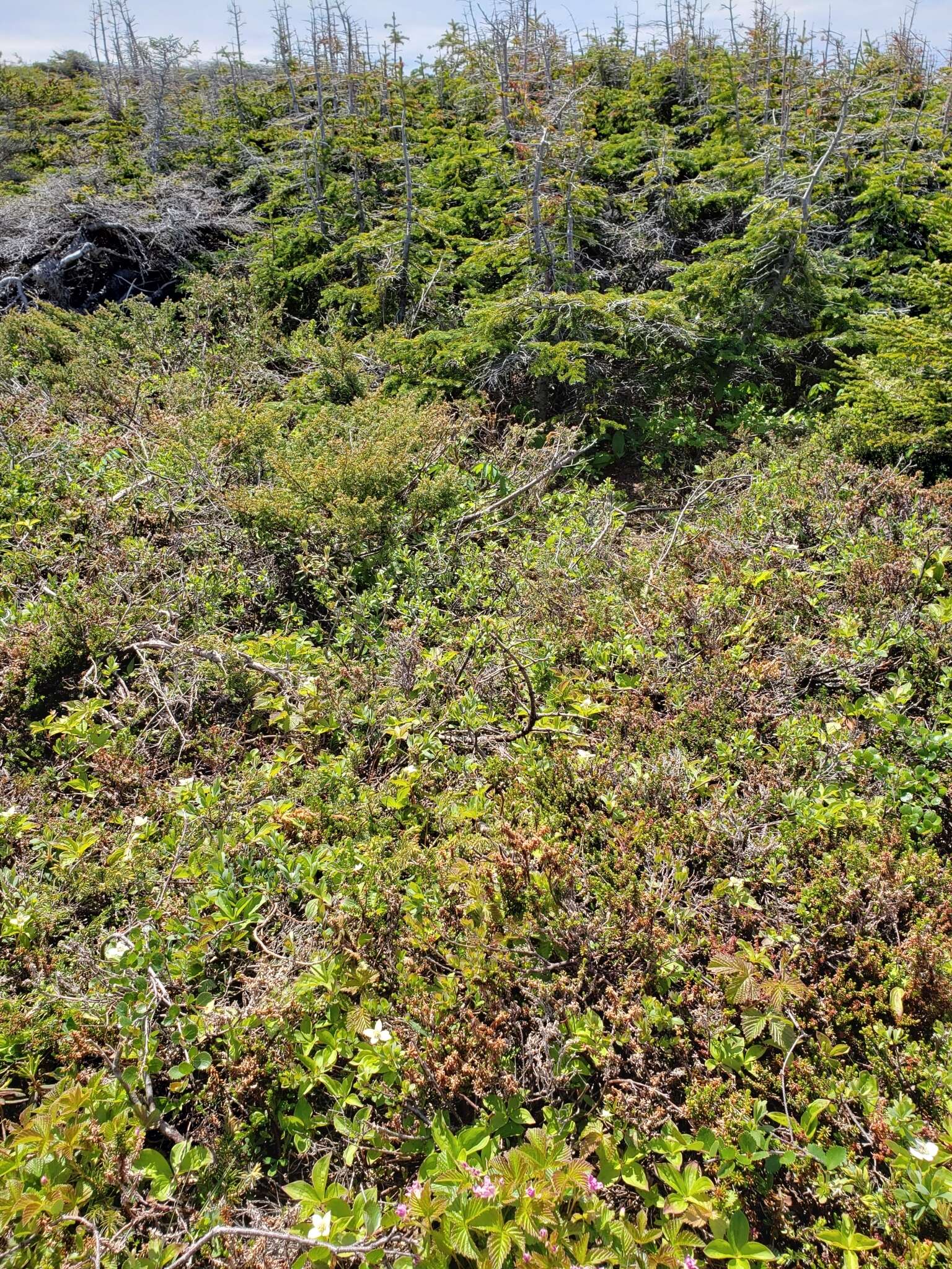 Слика од Rubus paracaulis L. H. Bailey