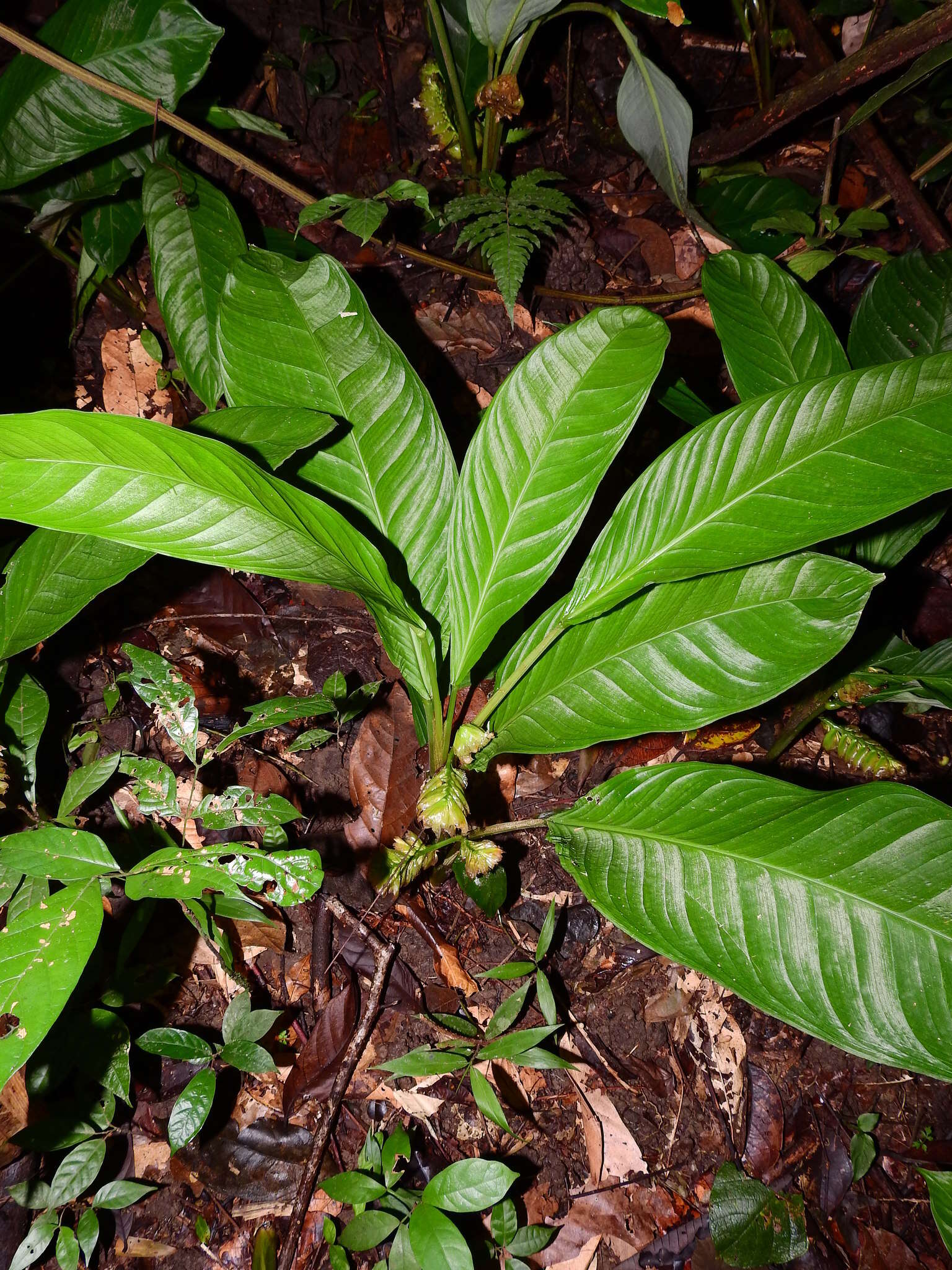 Image of Hylaeanthe unilateralis (Poepp. & Endl.) A. M. E. Jonker & Jonker