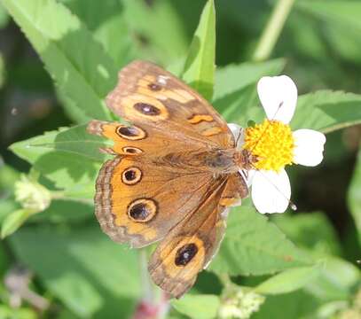 Image de <i>Junonia neildi</i>