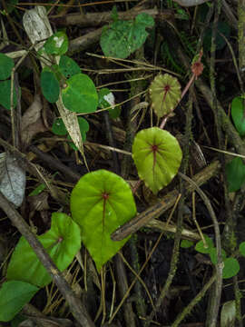 Image de Begonia tropaeolifolia A. DC.