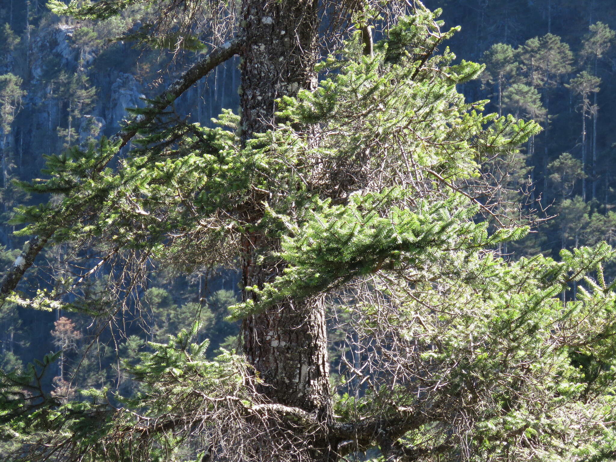 Image of Guatemalan Fir