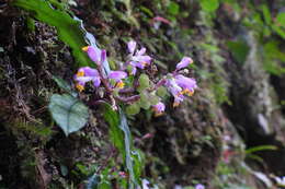 Image of Polygala arcuata Hayata