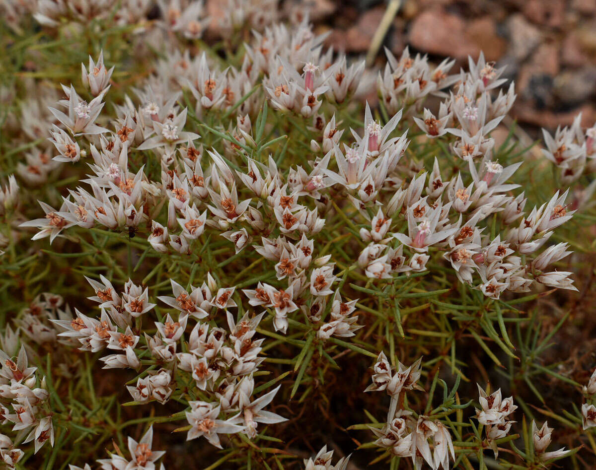 صورة Polycarpaea spirostylis F. Müll.