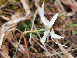 Image of Narcissus elegans (Haw.) Spach