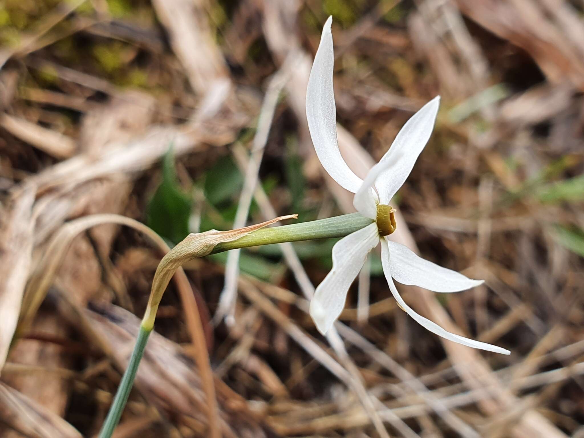 Image of Narcissus elegans (Haw.) Spach