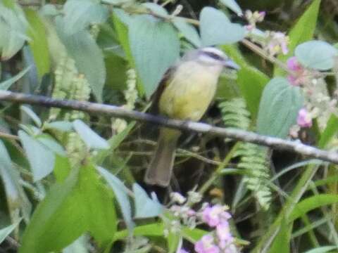 Image of Golden-crowned Flycatcher