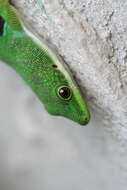 Image of Peacock Day Gecko