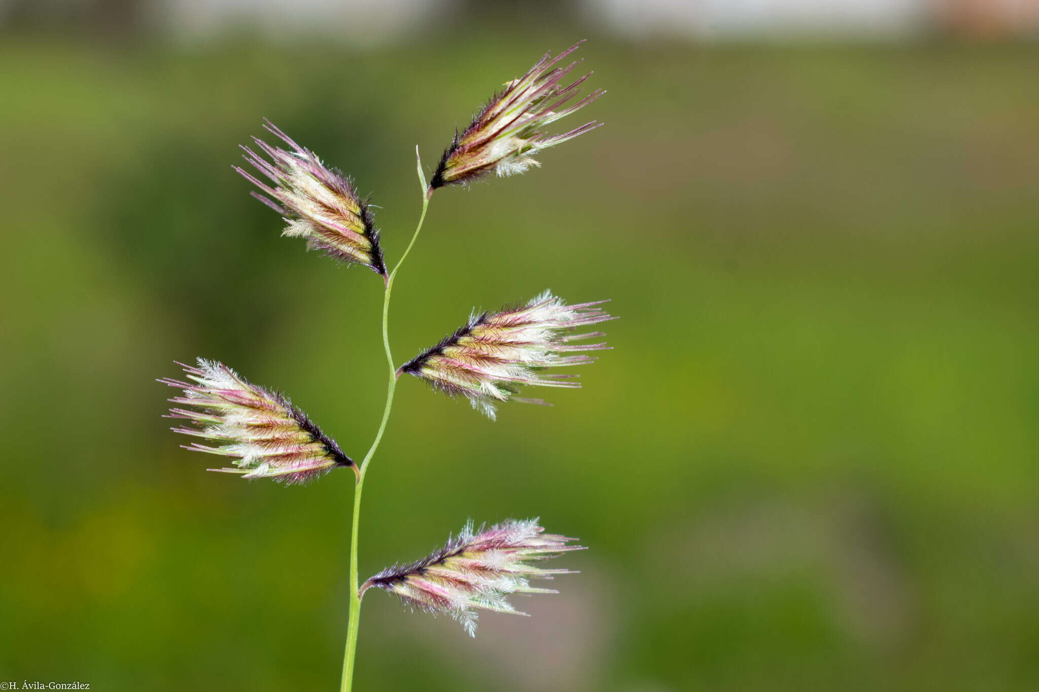 Image of sprucetop grama