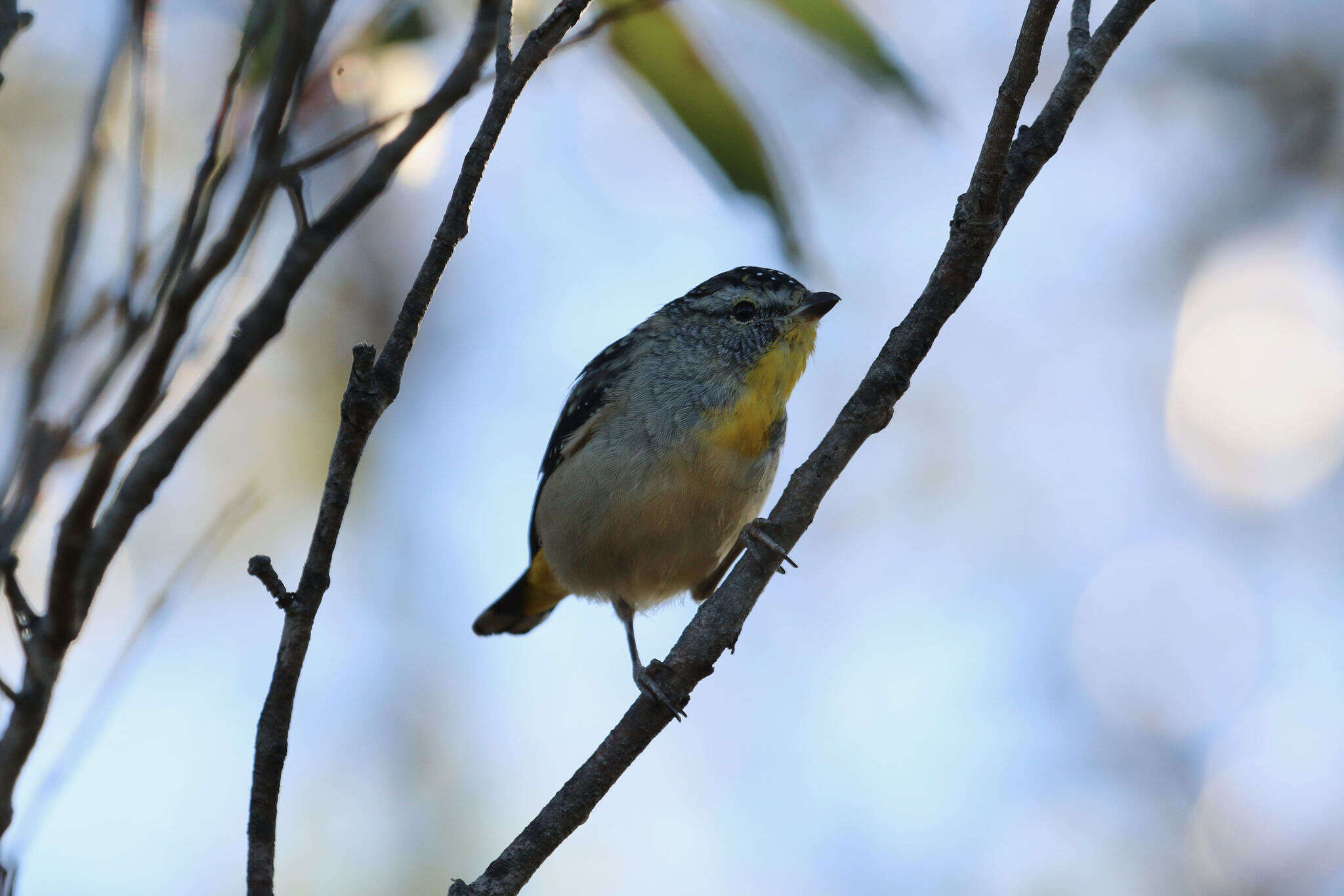 Image of Pardalotus punctatus xanthopyge McCoy 1866