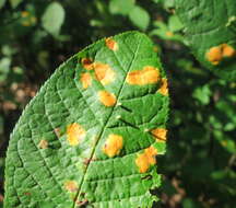 Plancia ëd Polystigma fulvum Pers. ex DC. 1815